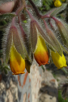 Shrubby Golden Drop