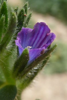 Coastal Viper's-bugloss