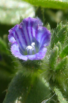 Coastal Viper's-bugloss