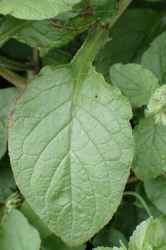 Cretan Comfrey