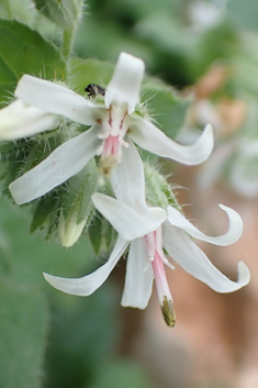 Cretan Comfrey