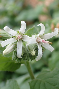 Cretan Comfrey