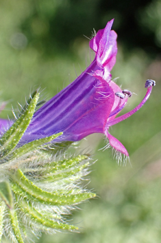Purple Viper's-bugloss