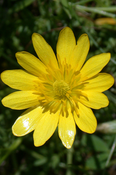 Mill's Buttercup