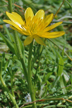 Mill's Buttercup