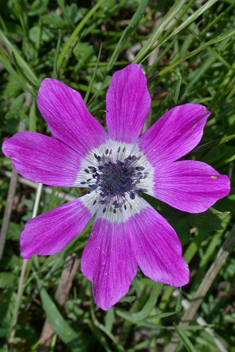 Peacock Anemone