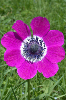 Peacock Anemone