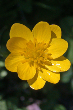 Slender Buttercup