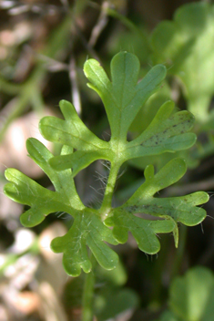 Slender Buttercup