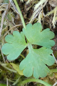 Slender Buttercup