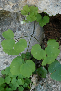 Oriental Meadow-rue