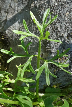 Slender Buttercup