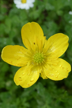 Slender Buttercup