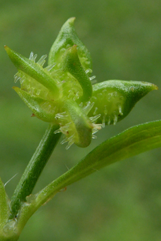 Rough-fruited Buttercup