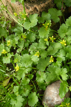 Rough-fruited Buttercup
