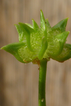 Rough-fruited Buttercup