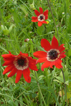 Peacock Anemone