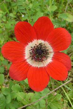 Peacock Anemone