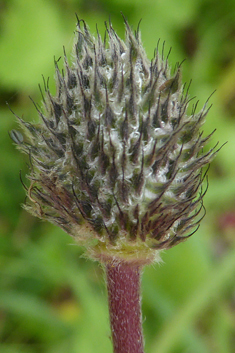 Peacock Anemone