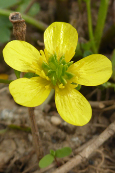 Marginate Buttercup