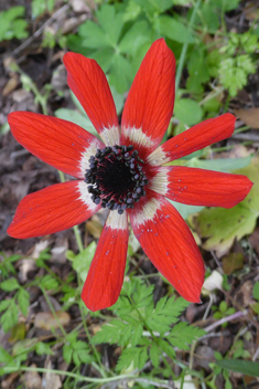 Peacock Anemone