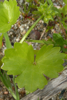 Rough-fruited Buttercup