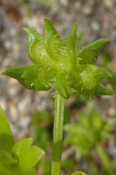 Rough-fruited Buttercup