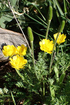 Mill's Buttercup