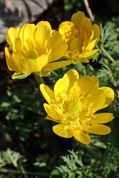 Mill's Buttercup