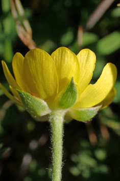 Mill's Buttercup
