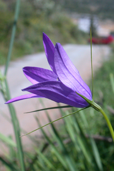 Spoon-leaved Bellflower