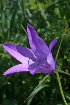 Spoon-leaved Bellflower