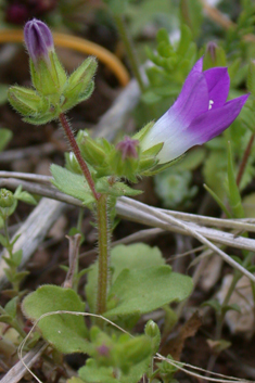 Rockcress-leaved Bellflower