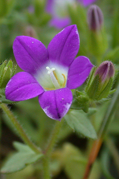 Rockcress-leaved Bellflower