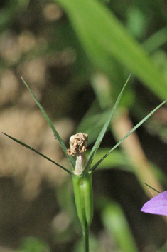 Spoon-leaved Bellflower