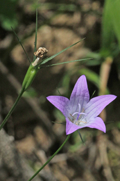 Spoon-leaved Bellflower