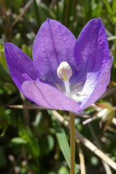 Branched Bellflower