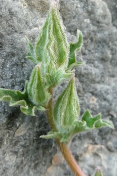 Kamari's Bellflower