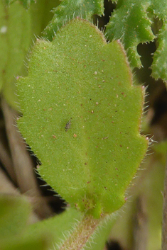 Rockcress-leaved Bellflower