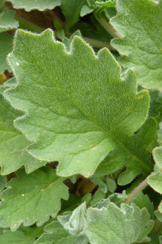 Campanula andrewsii ssp. hirsutula