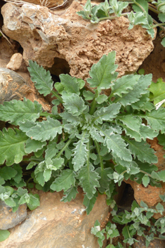 Campanula andrewsii ssp. hirsutula