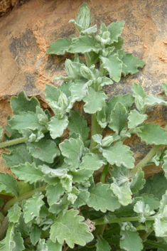 Campanula andrewsii ssp. hirsutula