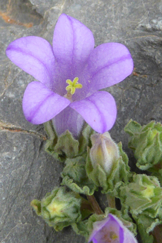 Campanula andrewsii ssp. hirsutula