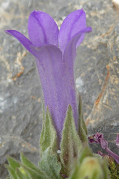 Campanula andrewsii ssp. hirsutula