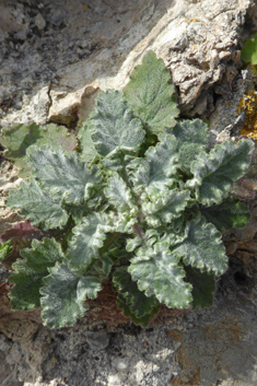 Campanula topaliana