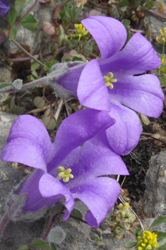 Campanula topaliana