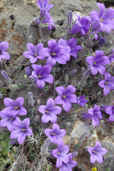 Campanula topaliana