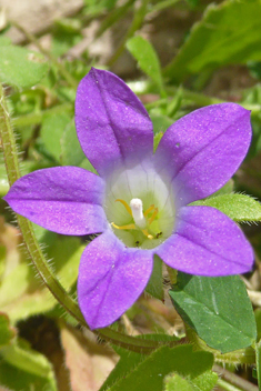 Rockcress-leaved Bellflower