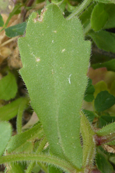 Rockcress-leaved Bellflower