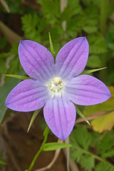 Branched Bellflower